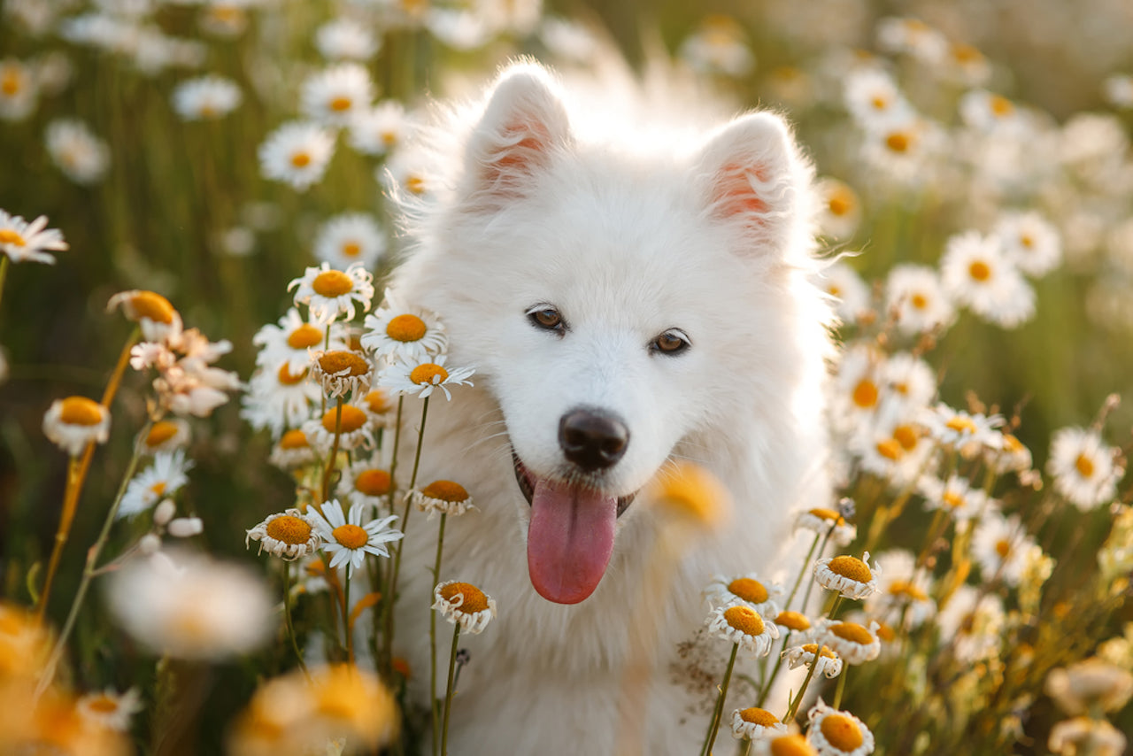 Samoyed Dog Breed: Everything You Need To Know | Dutch
