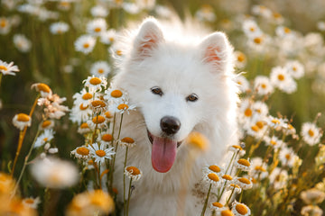 Happy Samoyed frolicking amongst daisies