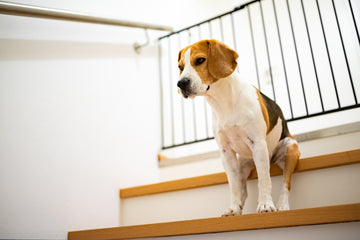 Beagle sitting in front of dog gate at the top of the stairs
