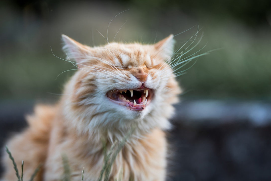 Pale Gums In Cats Causes & Treatments Dutch
