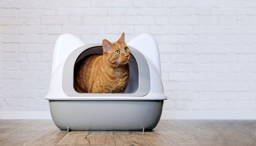 Ginger cat sitting in a litter box and looking sideways.