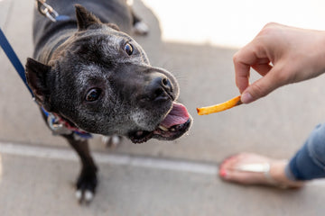 Can Dogs Eat Potatoes? Read Before You Feed
