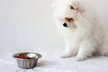 Puppy not eating food