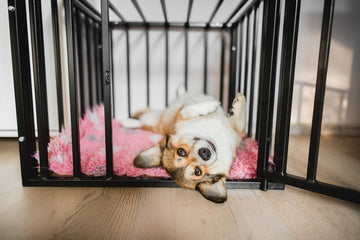 Corgi in crate with comfortable blankets