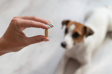 Close up of owner’s hands holding a pill up in front of blurred silhouette of dog