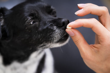 Owner administering senior dog a pill