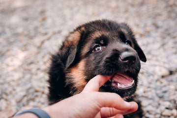 Dog owner touching a puppy’s teeth