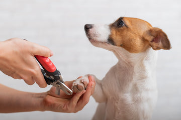 How To Trim Dog Nails Safely At Home: Step-By-Step Guide | Dutch