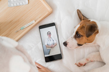 Alternatives To In-Person Clinical Practice: Telemedicine As A Solution To Vet Burnout