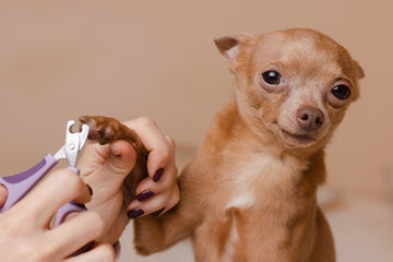 Pawdicure: Keeping Your Pet's Paws Healthy & Pampered