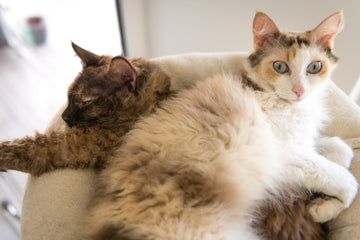 Two LaPerm cats laying on top of each other in a pet bed