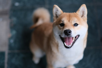 Types Of Japanese Dog Breeds