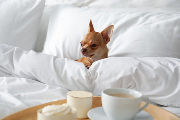 What Does “Pet-Friendly” Hotel Mean?: Policies & Tips