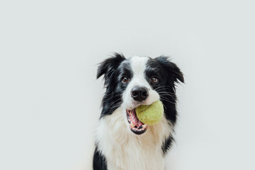 Close up of black and white border collie with tennis ball in its mouth