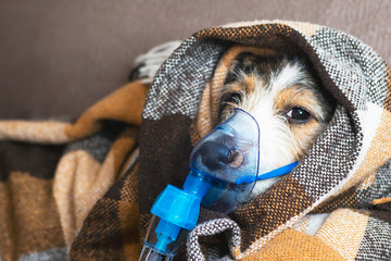 Dog wheezing with oxygen mask on