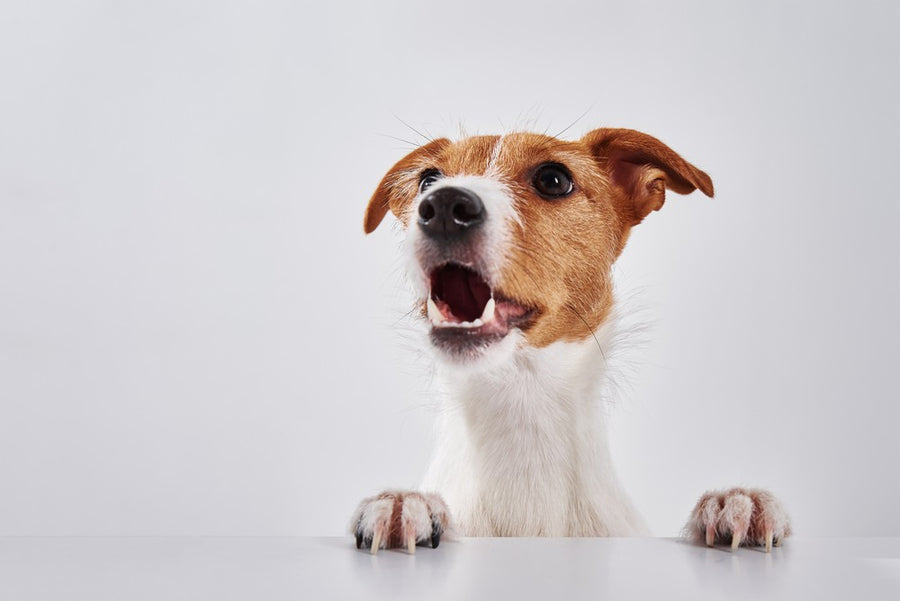 Why Does My Dog Cough When They’re Excited? Dutch