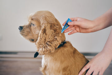 Cocker Spaniel getting fleas removed by owner
