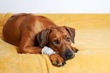Dog with hurt paw laying on stomach on a blanket