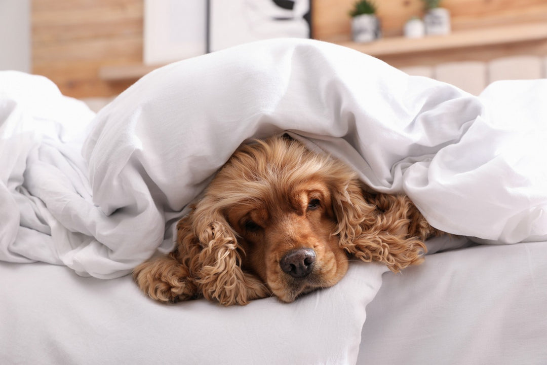 Bronchitis In Dogs Explanation, Symptoms & Treatment Dutch