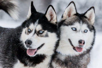 Closeup of two huskies in snow