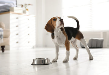 Is Human-Grade Dog Food Better For Your Pet?