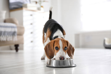 Beagle eating freeze-dried dog food from bowl