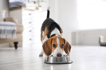 Beagle eating freeze-dried dog food from bowl