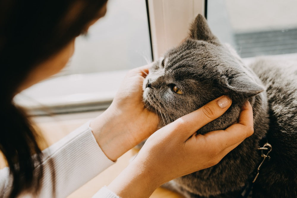 Cat Warts Common Causes And Treatments Dutch