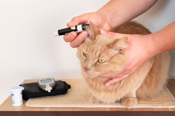 Person checking a cat’s blood sugar