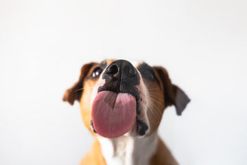 What Does It Mean When A Dog Licks You?