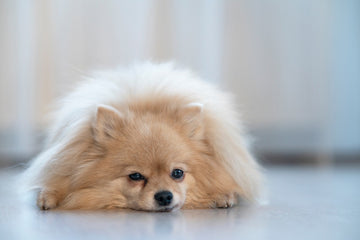 Pomeranian laying on the floor looking as if in pain 