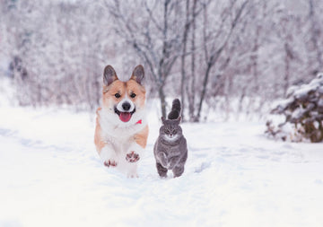 Winter Pet Tips: Keep Your Pet Safe In Cold Weather