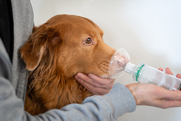 Dog getting asthma treatment from owner