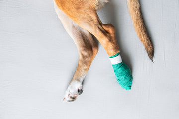 Dog paw bandaged