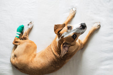 Dog looking up at camera with injured, bandaged paw