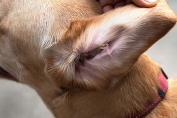 Ear mites vs ear wax in dogs