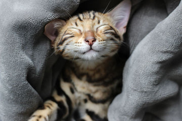 Kitten lying on blanket with eyes closed