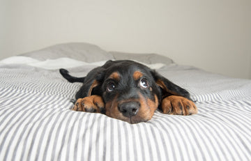 Why Do Dogs Dig In Bed?