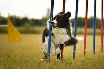 What Is Dog Agility Training?