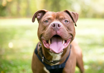 Pitbull terrier outside panting