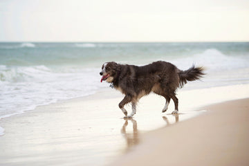 Dog running on the beach in Florida