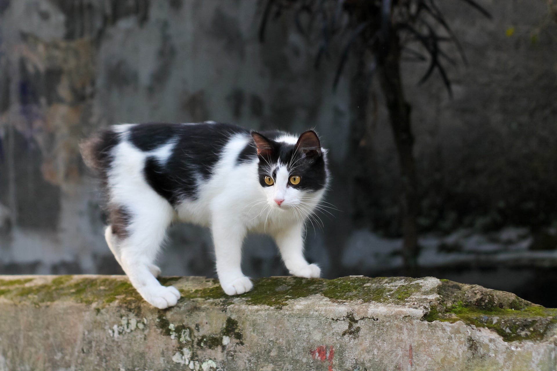 Manx Cat: Pet Profile (Breed Overview) | Dutch