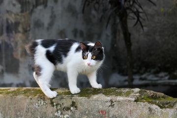 Manx cat standing on top of a stone wall