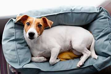 Top down picture of dog laying sideways in a rectangular dog bed