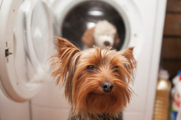 Closeup of Yorkshire terrier with its toy in washing machine in background