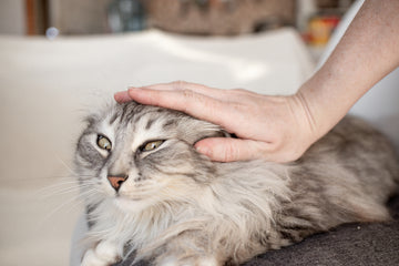 Owner petting their cat on the top of its head