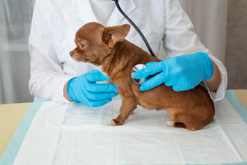 HGE In Dogs: Symptoms, Causes & Treatment