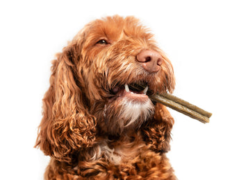 The Best Dental Chews, Treats & More For Dogs | Dutch