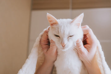 Owner examining cat’s face with both hands