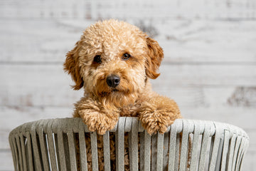 Goldendoodle puppy looking at camera
